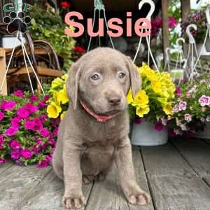 Susie, Silver Labrador Retriever Puppy